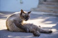 Siamese cat \'s seating with closed eyes at summer sunset Royalty Free Stock Photo