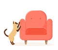 Siamese cat scratching chair. Nasty kitten destroying home furniture with claws. Bad behaved pet tearing sofa. Flat