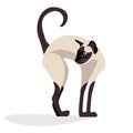Siamese cat. siam Cute elegant, graceful realistic cat . isolated. kawaii vector illustration