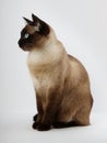 Siamese cat Royalty Free Stock Photo