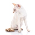 Siamese cat siting on white background, looks to the side Royalty Free Stock Photo
