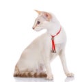 Siamese cat siting on white background, looks to the side Royalty Free Stock Photo