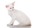 Siamese cat siting on white background, side view Royalty Free Stock Photo