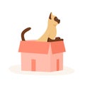 Siamese cat sits in box. Cute indoor pet plays in paper case. Hiding and resting place for fluffy fiend. Flat style