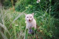 Siamese cat sits in the grass hunts disguise green grass Royalty Free Stock Photo