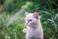 Siamese cat sits in the grass hunts disguise green grass Royalty Free Stock Photo