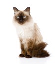 Siamese Cat Sitting In Front. On White Background