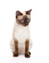 Siamese Cat Sitting In Front. On White Background