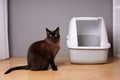 siamese cat sitting next to closed kitty litter box at home