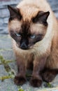Siamese Cat Sitting Outdoors