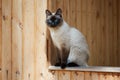 Siamese cat sitting on the railing of a wooden house