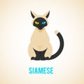 Siamese cat is sitting.