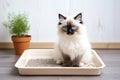 A Siamese cat is sitting in a tray with toilet filler