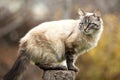 Siamese cat sitting on a tree stump Royalty Free Stock Photo