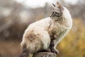 Siamese cat sitting on a tree stump Royalty Free Stock Photo