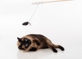 Siamese Cat Sitting on the white desk and looking up. Wooden Stick and Mouse as a Toy. White background Royalty Free Stock Photo