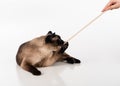 Siamese Cat Sitting On The White Desk And Playing With Woman Hand And Wooden Stick. White Background
