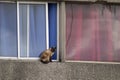 A Siamese Cat Sitting On Window