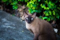 Siamese cat sittingon the floor.