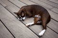 Siamese cat sleep on the wood plane floor