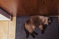 Siamese cat sleeping on the floor