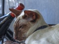 Siamese cat sleeping next to a bottle of wine Royalty Free Stock Photo