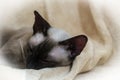 the siamese cat is sleeping Royalty Free Stock Photo