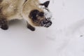 Siamese cat in the snow Royalty Free Stock Photo
