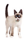 Siamese cat standing