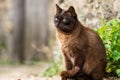 Siamese cat standing on the ground with blurred background