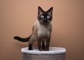 siamese cat standing on scratching barrel meowing on brown background