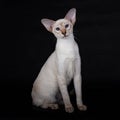 Siamese Cat sting, on a black background Royalty Free Stock Photo