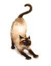 Siamese Cat Stretching Watercolor Animals Pets Illustration Hand Painted