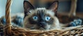 Siamese Cat With Blue Eyes in Basket