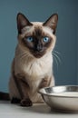 Siamese Cat with Striking Blue Eyes Sitting Beside a Bowl of Milk Royalty Free Stock Photo