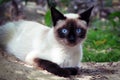 Siamese cat in the summer nature, close-up. White and black pet looks into the camera with blue eyes Royalty Free Stock Photo