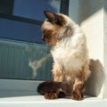 Siamese cat sunbathing by window in morning light on a calm day Royalty Free Stock Photo