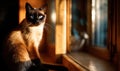 Elegant Siamese Cat by a Window Royalty Free Stock Photo