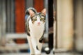 Siamese cat in Thailand, very cute, funy and smart cat Royalty Free Stock Photo