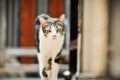 Siamese cat in Thailand, very cute, funy and smart cat Royalty Free Stock Photo