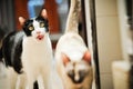 Siamese cat in Thailand, very cute, funy and smart cat Royalty Free Stock Photo