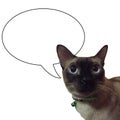 Siamese cat and thinking isolated