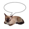 Siamese cat and thinking