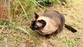 Siamese cat vomit grass and fur
