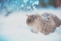 Siamese cat walking in deep snow Royalty Free Stock Photo