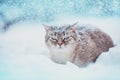 Siamese cat walking in deep snow Royalty Free Stock Photo