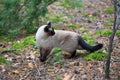 Siamese cat walking in the forest Royalty Free Stock Photo