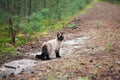 Siamese cat walking in the forest Royalty Free Stock Photo
