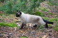 Siamese cat walking in the forest Royalty Free Stock Photo