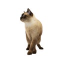 Siamese cat walking on white background. Royalty Free Stock Photo